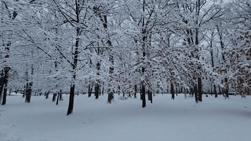 'Beautiful' Snow Coats Trees in Upstate New York Amid Winter Storm Warning