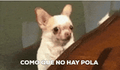 Highbeatsrecords_ cerveza pola GIF