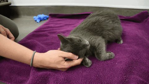 Cat GIF by Helen Woodward Animal Center