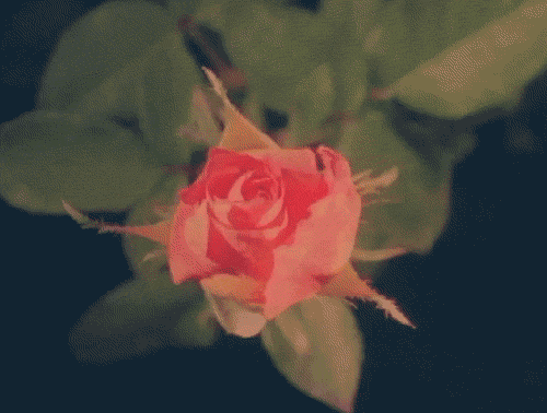 vintage rose GIF