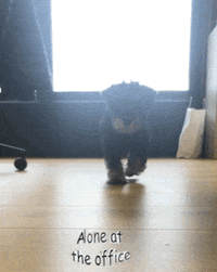 Gudog puppy dogs walking office GIF