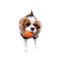 Dogs Cavalierkingcharlesspaniel Sticker