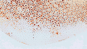 cephalopod GIF