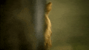 Serengeti GIF by Discovery