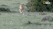 african cats big cat week GIF by Nat Geo Wild 