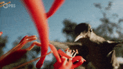Hungry Bbc GIF by PBS
