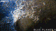 blue planet ocean GIF by BBC Earth