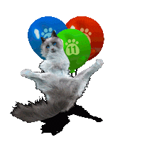 n11com dance cat fun halloween Sticker