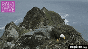 explore live bald eagle GIF by explore.org