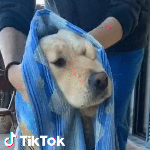 Dog Cane GIF by TikTok Italia