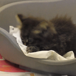 cat tissue GIF