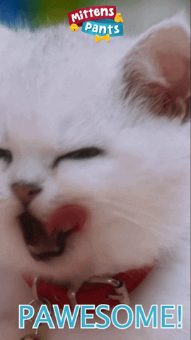 Windyisle giphyupload cat kitten mittens GIF
