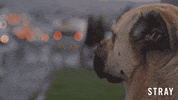 Stray Dog GIF by Magnolia Pictures