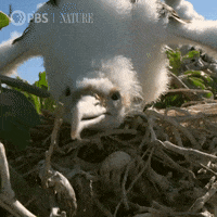 Hungry Pbs Nature GIF by Nature on PBS