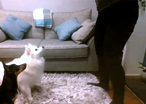 Tonight Show Dance GIF by The Tonight Show Starring Jimmy Fallon