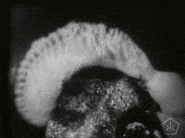 black and white vintage GIF by Okkult Motion Pictures