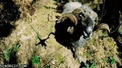 ram drones GIF