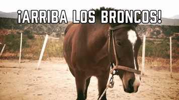 Β‘Arriba Los Broncos!