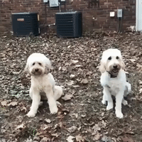 Golden Doodle Intercepts Ball From Sibling