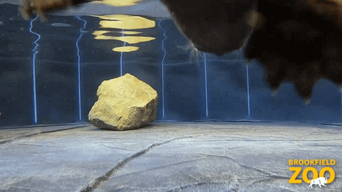 Pedro Pascal Swimming GIF by Brookfield Zoo
