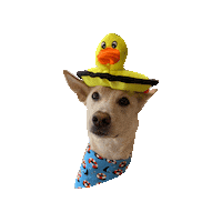 Gonna Need A Bigger Boat Spark Sticker by Geekster Pets