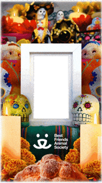 Day Of The Dead Frame GIF by Best Friends Animal Society