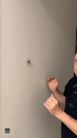 Would You Be Brave Enough? Queensland Man Catches Huntsman Spider in His Hands