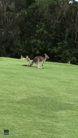 Not Enough Roo-m? Joey Tries (and Fails) to Fit in Mom's Pouch