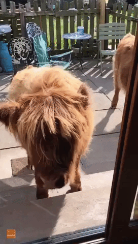 Impatient Highland Calf Goes in Search of Her Snack