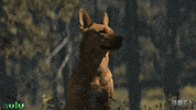 Amber Midthunder Predator GIF by 20th Century Studios