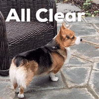 All Clear Dog GIF