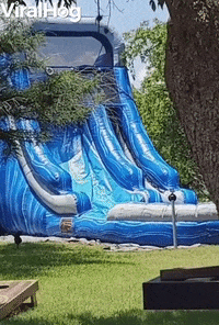 Dog GIF by ViralHog