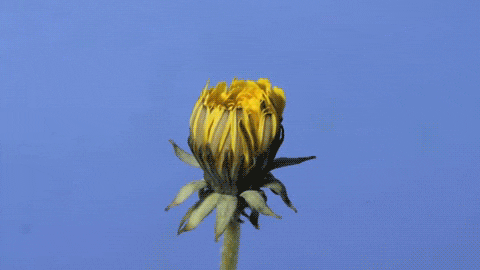 Flower GIF