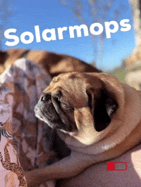 Pug Battery GIF