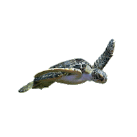 haus des meeres love Sticker