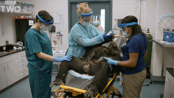 bbc two chimp GIF by BBC