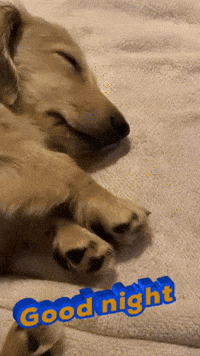 Sleepy Good Night GIF