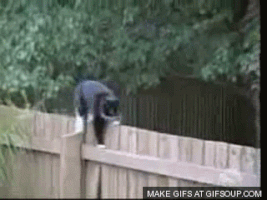 fence GIF