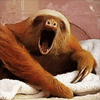 Wildlife gif. Sleepy sloth yawns slowly and it lays its head down on its outstretched arms, just as slowly.