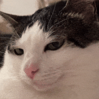 Cat Smirk GIF