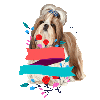 villapetsalvador cachorro doglover shihtzu villapetssa Sticker