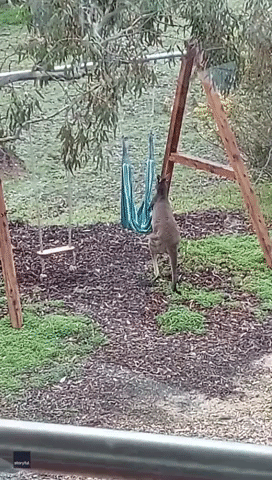 Feisty Kangaroo Fights With Garden Swing in South Australia
