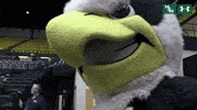 tribeathletics dancing griffin gotribe tribeathletics GIF