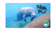 Thanks Thank You GIF by SaveTheManateeClub