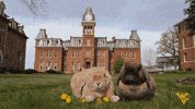 morgantown wv college GIF by WestVirginiaU