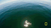 wicked tuna GIF by National Geographic Channel