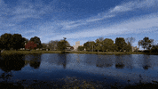 Niu Huskiepride GIF by Northern Illinois University