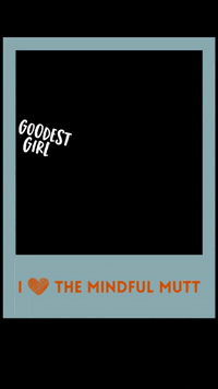 themindfulmutt dog boston dog training good girl GIF