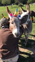 Donkeys Get Into Halloween Spirit at Ohio Sanctuary