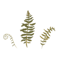 Plants Ferns Sticker by The Den